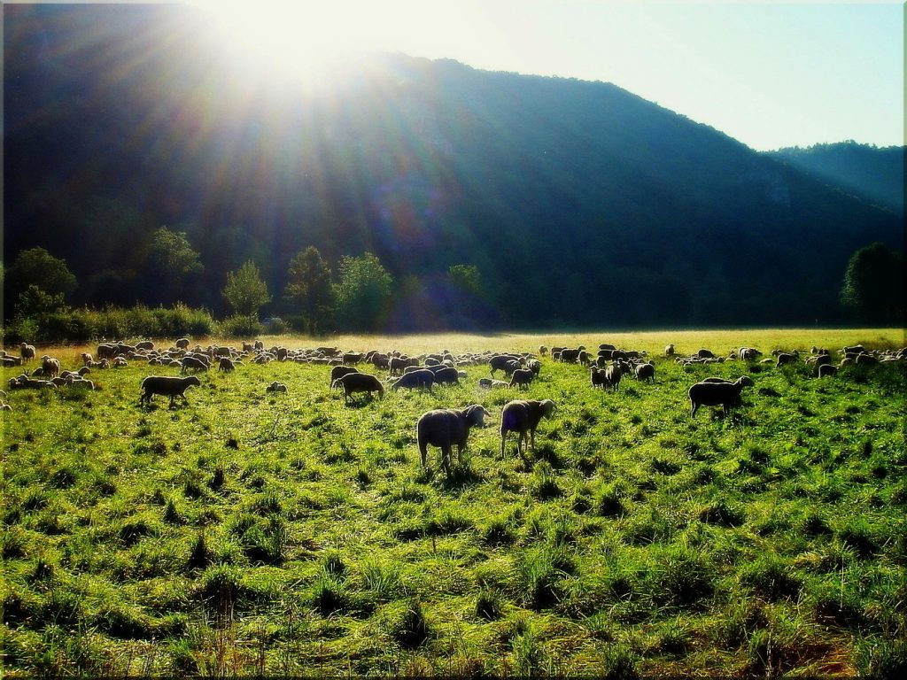 Matt 25:32 And before him shall be gathered all nations: and he shall separate them one from another, as a shepherd divideth his sheep from the goats: