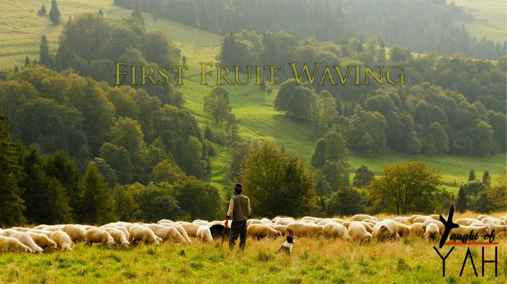ffw